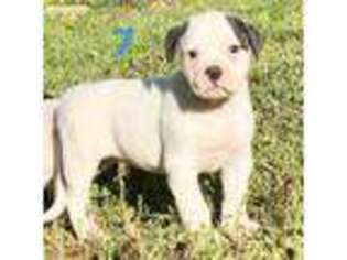 American Bulldog Puppy for sale in Jackson, TN, USA