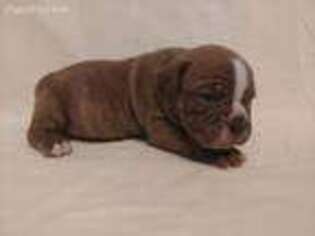 Olde English Bulldogge Puppy for sale in Willmar, MN, USA