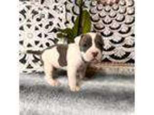 Mutt Puppy for sale in Port Richey, FL, USA