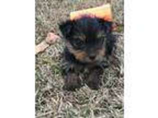 Yorkshire Terrier Puppy for sale in Broxton, GA, USA