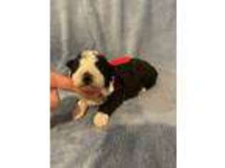 Mutt Puppy for sale in Martell, NE, USA