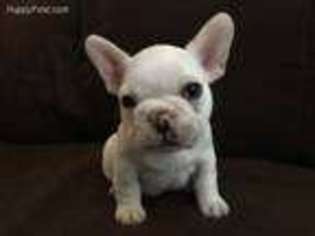 French Bulldog Puppy for sale in Bellefontaine, OH, USA
