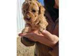 Mutt Puppy for sale in Argyle, WI, USA