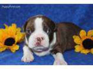 Boston Terrier Puppy for sale in Sarcoxie, MO, USA
