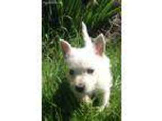 West Highland White Terrier Puppy for sale in Okanogan, WA, USA