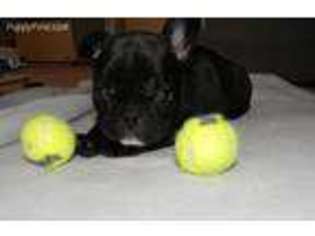 French Bulldog Puppy for sale in Natick, MA, USA