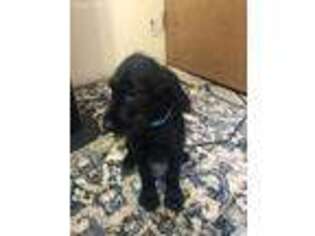 Labradoodle Puppy for sale in Puyallup, WA, USA
