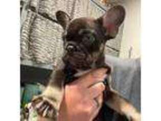 French Bulldog Puppy for sale in Franklin, NC, USA