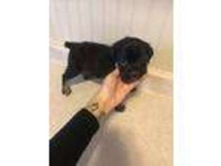 Cane Corso Puppy for sale in Folcroft, PA, USA