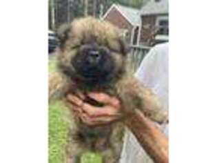 Chow Chow Puppy for sale in Canal Fulton, OH, USA