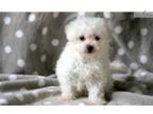 Maltese Puppy for sale in Lancaster, PA, USA