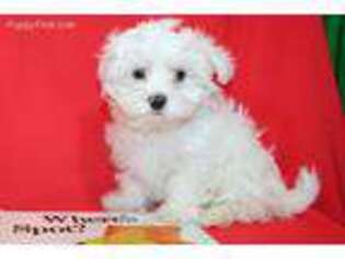Maltese Puppy for sale in Greenwood, AR, USA