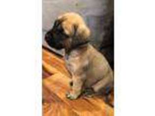 Mastiff Puppy for sale in Winchester, IN, USA