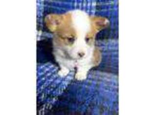 Pembroke Welsh Corgi Puppy for sale in Jacumba, CA, USA