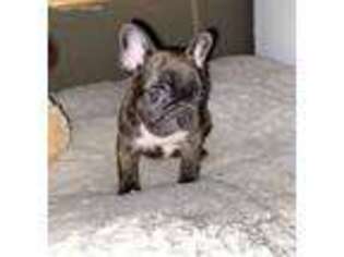 French Bulldog Puppy for sale in Ava, MO, USA