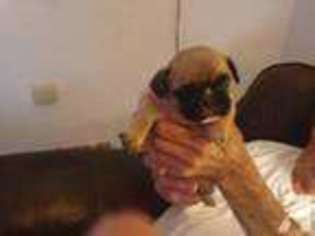 French Bulldog Puppy for sale in COPPEROPOLIS, CA, USA