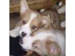 Pembroke Welsh Corgi Puppy for sale in Ellensburg, WA, USA