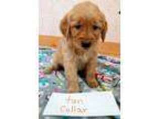 Golden Retriever Puppy for sale in Lake City, MI, USA