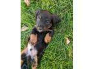 Dachshund Puppy for sale in Macedon, NY, USA