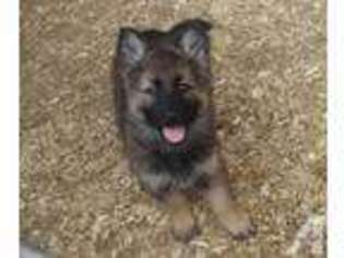 German Shepherd Dog Puppy for sale in STAPLES, MN, USA