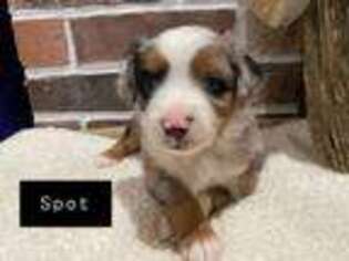 Miniature Australian Shepherd Puppy for sale in Lebanon, MO, USA