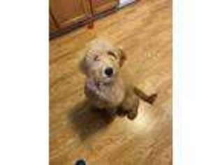 Goldendoodle Puppy for sale in Sparta, WI, USA