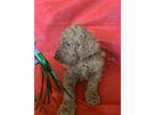 Goldendoodle Puppy for sale in Downey, CA, USA