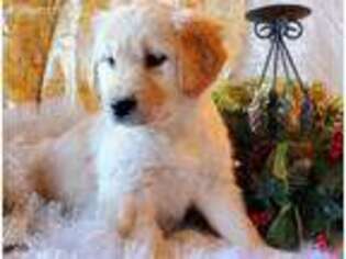 Golden Retriever Puppy for sale in Marshfield, MO, USA