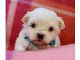 Maltese Puppy for sale in Okemah, OK, USA