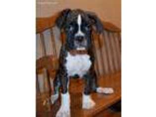 Boxer Puppy for sale in Centerville, WA, USA