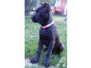 Cane Corso Puppy for sale in NORTH VERNON, IN, USA