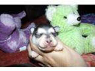 Alaskan Klee Kai Puppy for sale in Salem, OR, USA