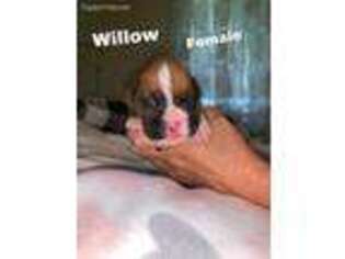 Boxer Puppy for sale in Fairview, MO, USA