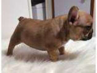 French Bulldog Puppy for sale in Campbellsburg, KY, USA