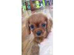 Cavalier King Charles Spaniel Puppy for sale in MARSHALL, MI, USA