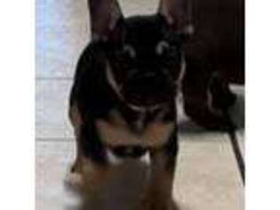 French Bulldog Puppy for sale in Harwood, TX, USA