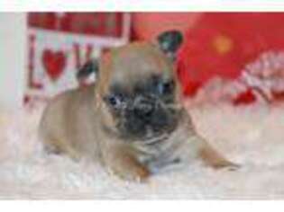 Boston Terrier Puppy for sale in Durant, OK, USA