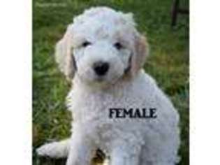Mutt Puppy for sale in Anderson, IN, USA