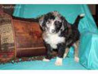 Mutt Puppy for sale in Greenwood, AR, USA