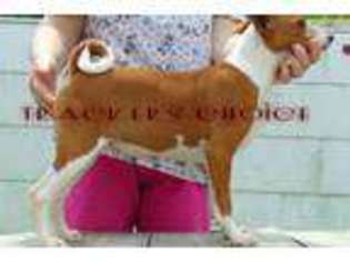 Basenji Puppy for sale in Texarkana, AR, USA