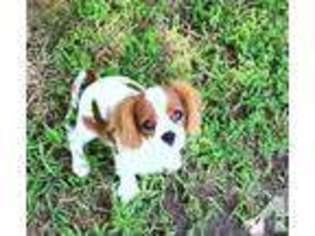 Cavalier King Charles Spaniel Puppy for sale in ROLLA, MO, USA