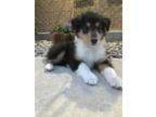 Collie Puppy for sale in Fort Wayne, IN, USA