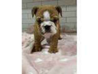Bulldog Puppy for sale in Owensboro, KY, USA