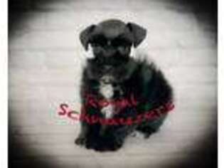 Mutt Puppy for sale in Tremonton, UT, USA