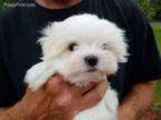 Maltese Puppy for sale in De Soto, MO, USA