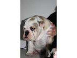 Bulldog Puppy for sale in SUGAR LAND, TX, USA