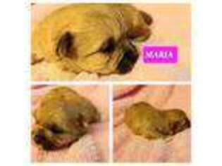 Maltese Puppy for sale in Woburn, MA, USA