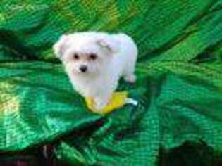 Maltese Puppy for sale in Raleigh, NC, USA