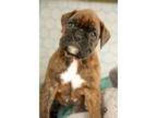 Boxer Puppy for sale in Howe, IN, USA