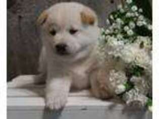 Shiba Inu Puppy for sale in Loyal, WI, USA